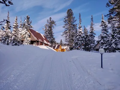 Snow-covered cabins and coniferous forest on a bright winter day.