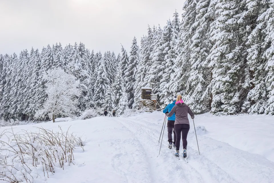 cross country skiing, skiers, ski, ski area, trees, firs, nature, sky, snow, wintry, cold, frost, winter, forest, landscape, ski, ski, ski, ski, ski