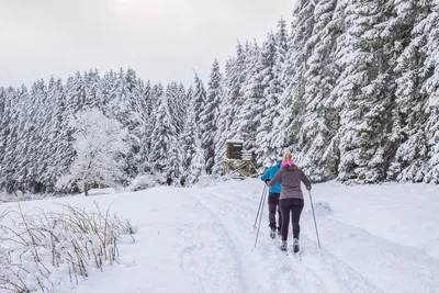 cross country skiing, skiers, ski, ski area, trees, firs, nature, sky, snow, wintry, cold, frost, winter, forest, landscape, ski, ski, ski, ski, ski